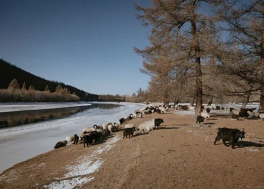 Our goats